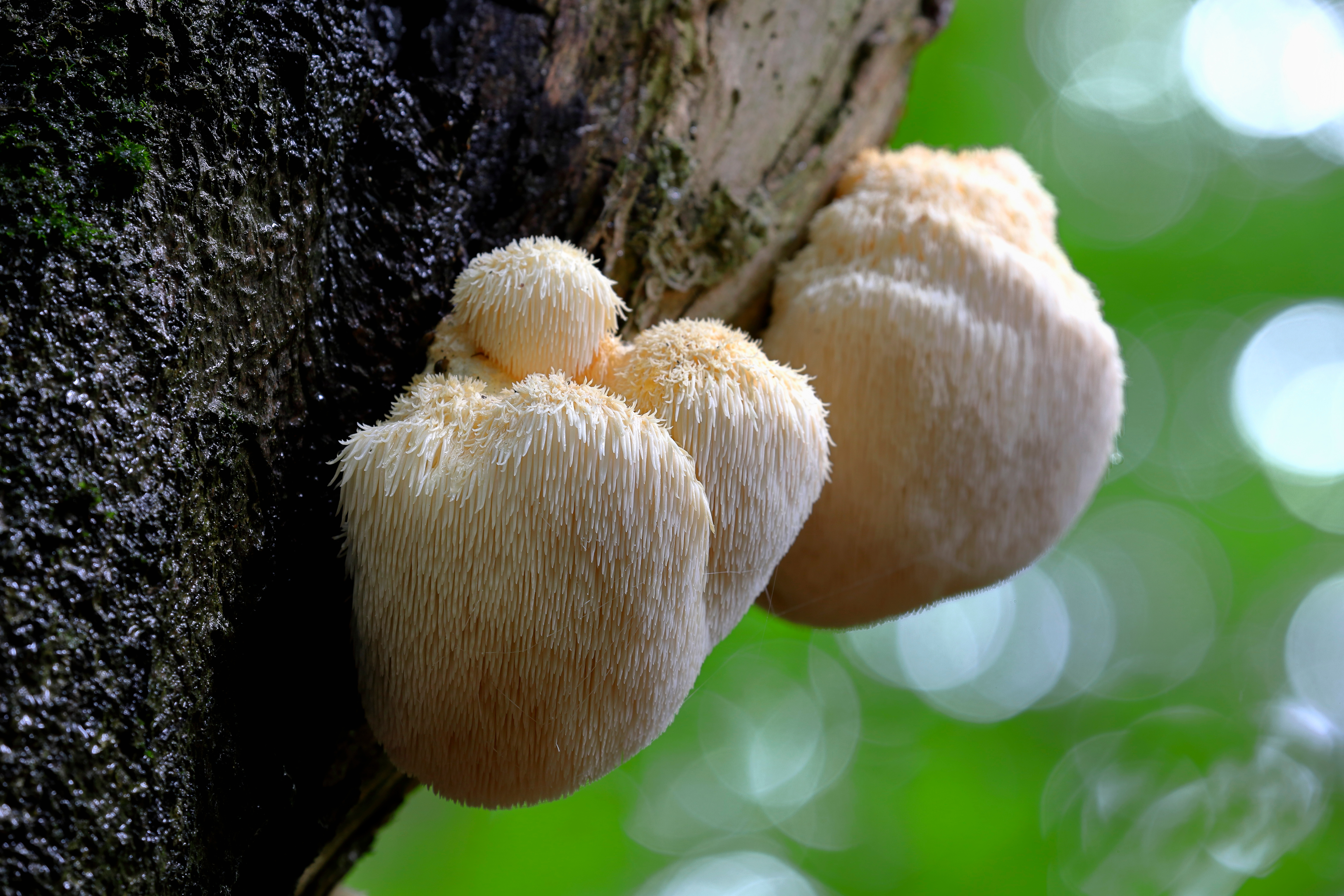 Mushroom,Lion's,Mane,,Hericium,Erinaceus