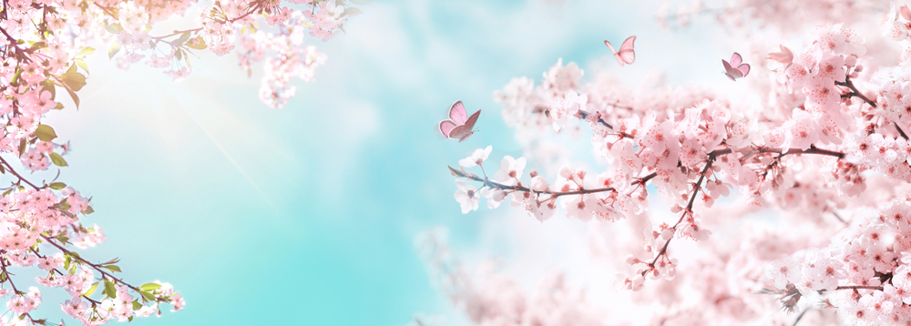 Spring,Banner,,Branches,Of,Blossoming,Cherry,Against,Background,Of,Blue