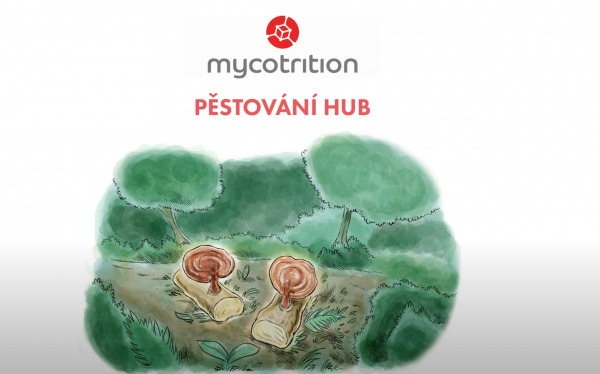 Pstovn hub