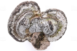 BIO prek Fomes Fomentarius