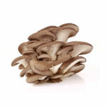 BIO extrakt Pleurotus 30%