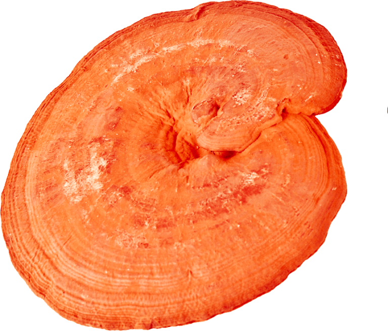 Reishi