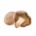 BIO prek Shiitake